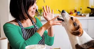 The timing of insulin injections and meals can make the difference between a well regulated diabetic pet and cats especially are notorious for nibbling throughout the day. Homemade Dog Food 6 Recipes Delicious Enough For Humans To Try