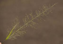 Image result for Sporobolus tenuissimus