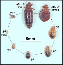 Bedbugs Pest Control Health Vic