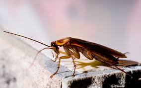 Seasonal Cockroach Prevention | Rentokil
