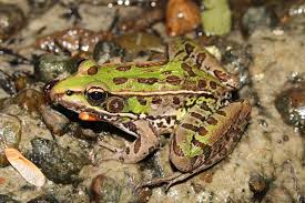 Image result for Leptochloa obtusiflora