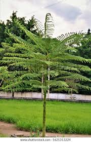 Image result for Schizolobium parahyba