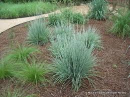 Image result for Andropogon