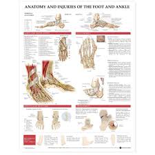 Anatomy And Injuries Of The Foot And Ankle Chart Poster Paper