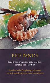 It is easily recognized by the large, distinctive black patches around its eyes, over the ears, and across its round body. Spirit Animal Awareness Oracle Cards Red Panda Spirit Animal Spirit Animal Totem Animal Totem Spirit Guides
