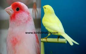كيفية تلوين طيور الكناري عبر التغدية animals nature parrot