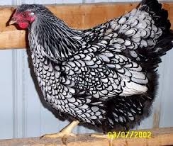 Pin On Farm And Ranch Love