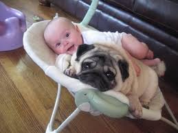 all pets deserve to be beloved members of the family cute pugs baby dogs pug love