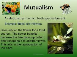 A relationship between two organisms in which they live together and more examples fewer examples. Symbiosis And Symbiotic Relationships Ppt Video Online Download