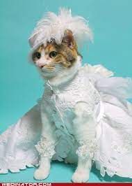 I Now Need A Wedding Dress To Fit A 12 Pound Cat Anyone Cat Wedding Crazy Cats Pet Costumes