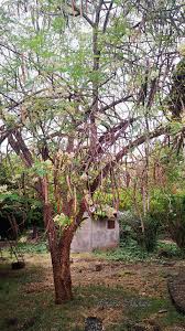 Image result for Triaspis macropteron