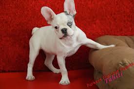 Brindle is typically described as a dark french bulldog color mixed with lighter colored hair mixed between, this coat color is a dominant gene. 23 French Bulldog Merle Pied L2sanpiero