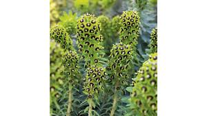 Image result for Euphorbia eranthes