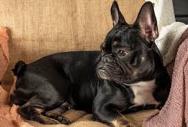Check spelling or type a new query. French Bulldog Colors All Frenchie Colors Explained Pawleaks