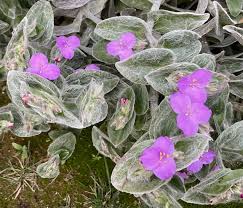 Image result for Tradescantia sillamontana