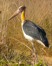 Water Birds Of Northern Indiana Lesser Adjutant Stork From India Through S E Asia To Java