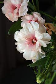 Ranunculus Lux Ariadne Amazing Flowers Pretty Flowers Beautiful Flowers