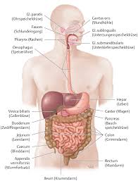 Allergies Seasonal Allergies Symptoms Digestive Digestive Health Digestive Health Natural Remedies Easily In 2020 Anatomie Lernen Verdauungssystem Medizin Bilder