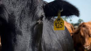 Centrum wsparcia imigrantów i imigrantek. Alltech Quality Animal Nutrition Health And Feed Supplements