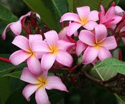 Plumeria Fast Growing Trees Evergreen Trees For Sale Flowering Trees