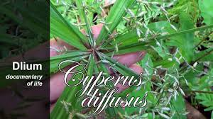 Image result for Cyperus latifolius