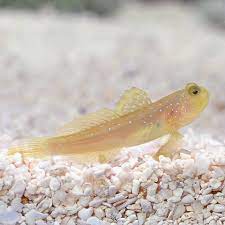 Maybe you would like to learn more about one of these? Ora Captive Bred Yellow Watchman Goby Saltwater Aquarium Fish For Marine Aquariums