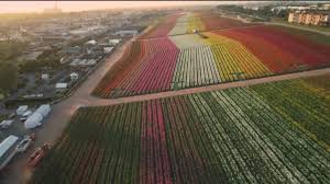 Well, i loved it so much that i just had to make a. Milkin San Diego Carlsbad Flower Fields Cbs8 Com