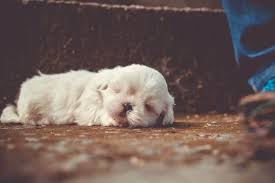How to determine the breathing rate of a puppy. Why Is My Puppy Breathing Fast While Sleeping Dogschool Com
