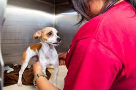 Many breeds available, even puppies and kittens. What Tucsonans Need Know About Adopting Fostering And Caring For Pets During Covid 19 Tucson Life Tucson Com