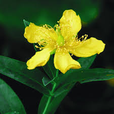 Image result for Hypericum