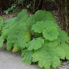 10 plantes exotiques et rustiques pour jardin jungle plante exotique jardin rustique jardin paysager tropical