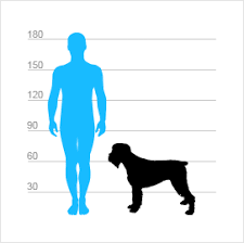 Image result for slovenský ohař hrubosrstý