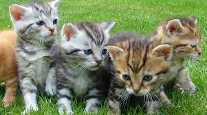 Initial vaccination recommendations for initial vaccination of young dogs and cats generally include canine distemper virus (cdv). Cat Vaccinations Cost Safety And Kitten Vaccination Schedules