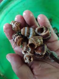 Kemudian, ketipkan bahagian ekor siput supaya mudah untuk menyedut ketika makan. Cara Mudah Bersihkan Siput Sedut Guna Pelepah Pisang Je Cepat Bersih Jari Pun Tak Luka Keluarga