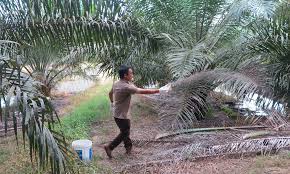Budidaya kelapa sawit organik terbukti bisa meningkatkan keuntungan hingga lebih dari 273% dibandingkan dengan budidaya secara kimia. Malaysiakini Menteri Cadang Hadkan Kawasan Maksimun Ladang Sawit