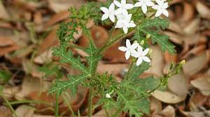 Image result for Phyllanthus nyikae