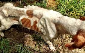 The emaciated prisoners in the death camps were weak and sickly. Alaqua Takes In Emaciated Dog Named Isabel Alaqua