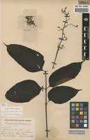 Image result for Lannea welwitschii