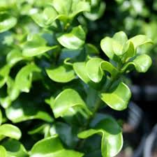 Image result for Lythrum rotundifolium