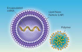 The company crafted a string of mrna that would encode for the missing enzyme, believing it had hit upon an excellent starting point to prove technology could be used to treat rare diseases. Gmp Testing For Mrna Based Drugs Eurofins Scientific