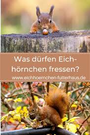 Was Fressen Eichhornchen Eichhornchen Futtern Eichhornchen Futterhaus Eichhornchen