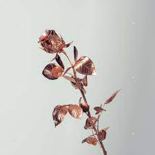 Check spelling or type a new query. 22 Rose Gold Aesthetic Ideas Rose Gold Aesthetic Gold Aesthetic Rose Gold