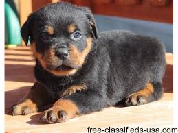 Available rottweiler puppies for adoption/sale. Rottweiler Puppies Available Animals Allegan Michigan Announcement 42168