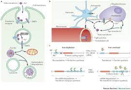 So i guess lead would not shield nickel or iron from detection? Iron Metabolism In The Cns Implications For Neurodegenerative Diseases Nature Reviews Neuroscience