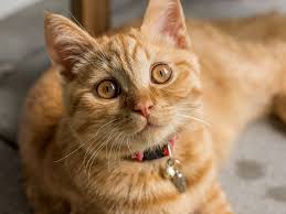 Cat Drooling When To Worry Or Not Uk Pets