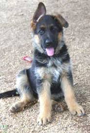 And generally, they should be standing up by the time your puppy has finished teething. German Shepherd Ear Taping Taping Germen Shepherds Ears