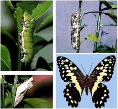 Image result for Deverra burchellii