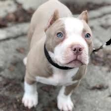 Pin On Pitbull Puppies For Sale