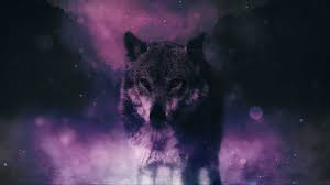 Elegant 2048x1152 Wolf Wallpaper Wolf Photoshop Bilgisayar