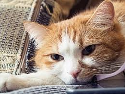 Be positive and focus all that mental energy on looking for the perfect home for your cat. Do Cats Get Sad When Rehomed Things To Consider Faqcats Com